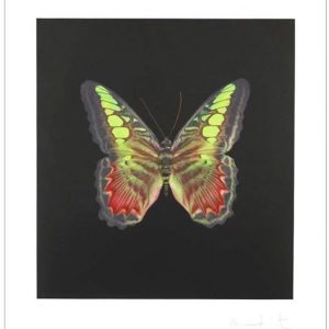 Butterfly by Damien Hirst