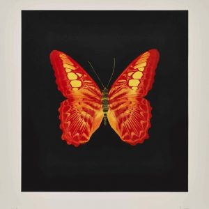 Butterfly by Damien Hirst